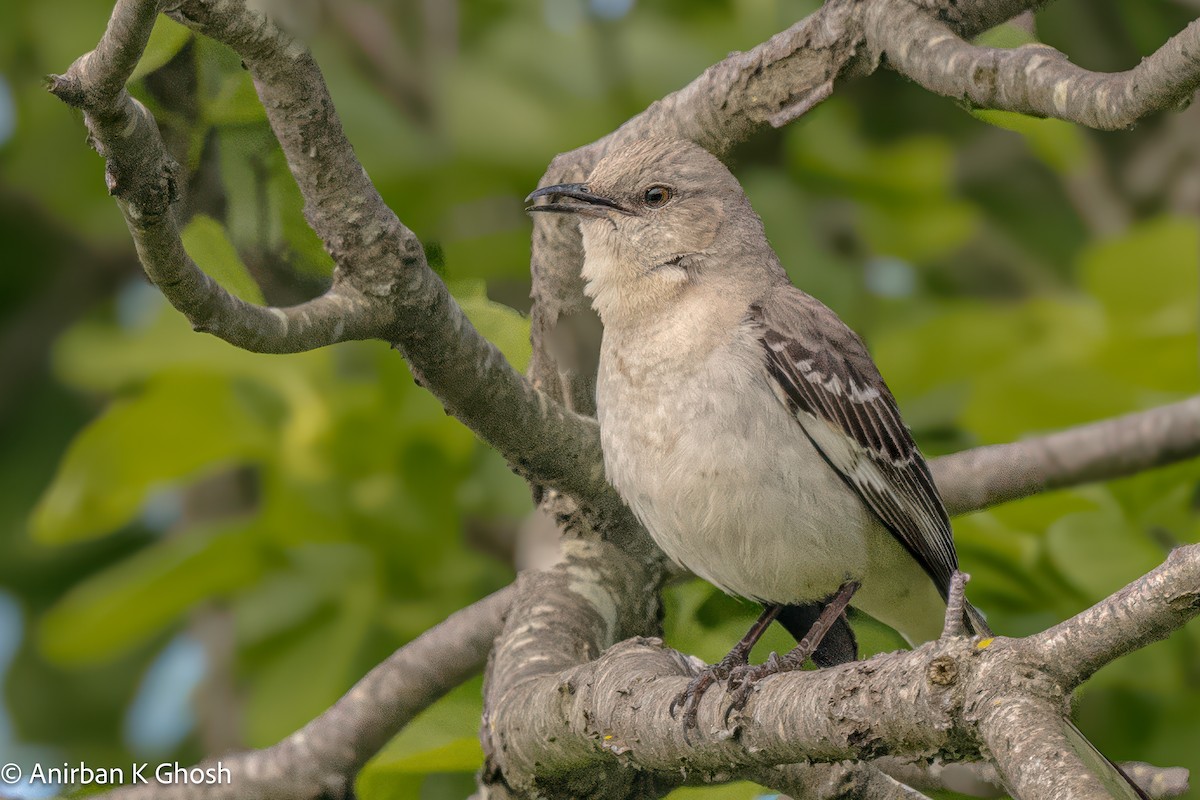 Northern Mockingbird - Anirban K Ghosh