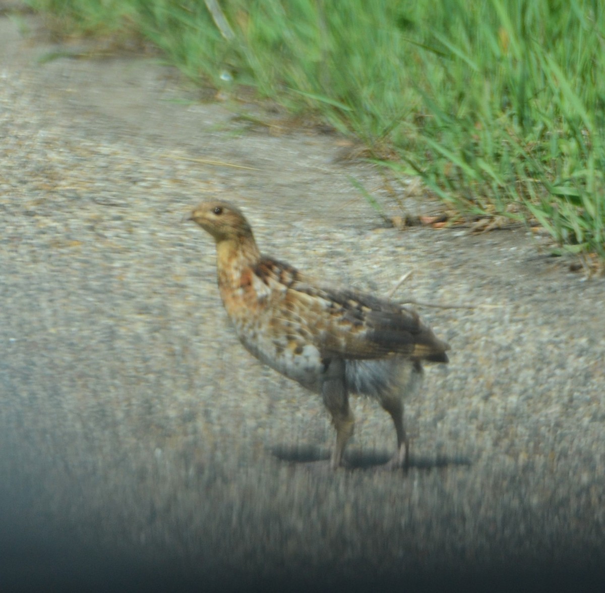 Ruffed Grouse - ML619642995