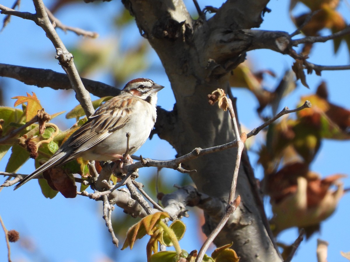 Lark Sparrow - Christine Hogue