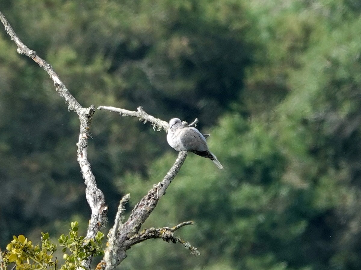 Eurasian Collared-Dove - Norman Uyeda