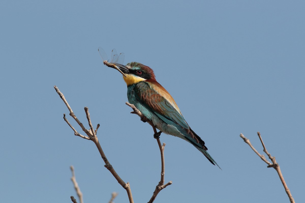 European Bee-eater - Xabier Remirez