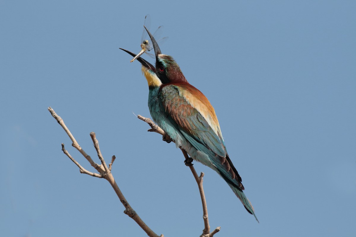 European Bee-eater - Xabier Remirez