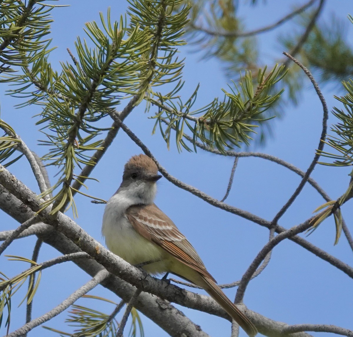 Ash-throated Flycatcher - Byron Hukee