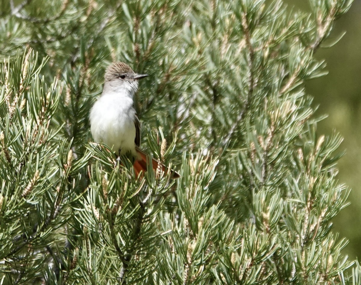 Ash-throated Flycatcher - Byron Hukee