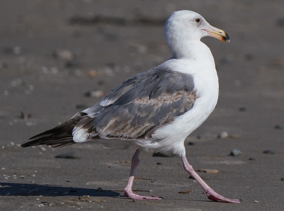 California Gull - Richard Block