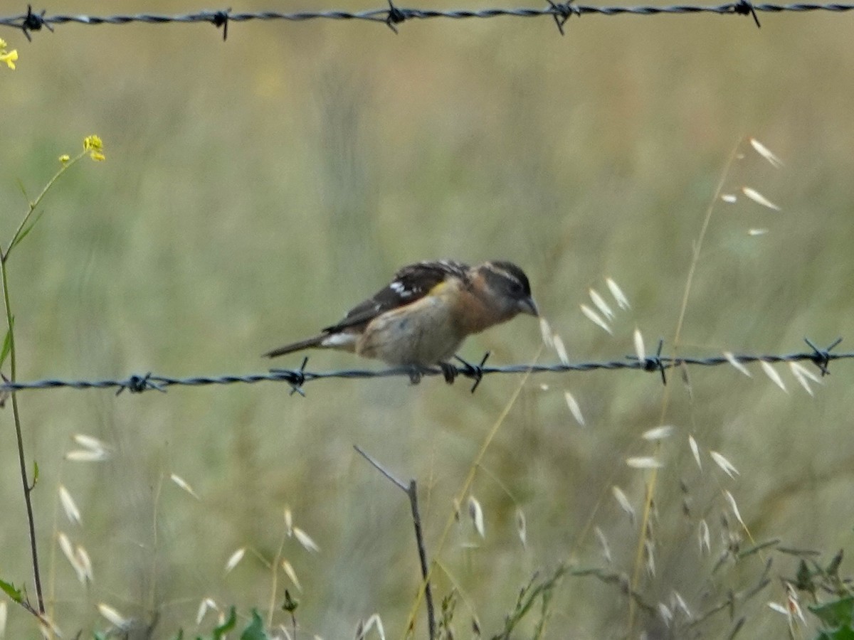 Black-headed Grosbeak - Norman Uyeda