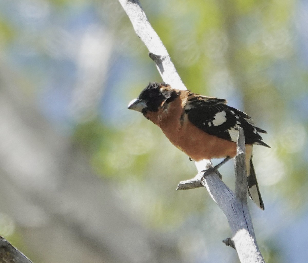 Black-headed Grosbeak - Byron Hukee