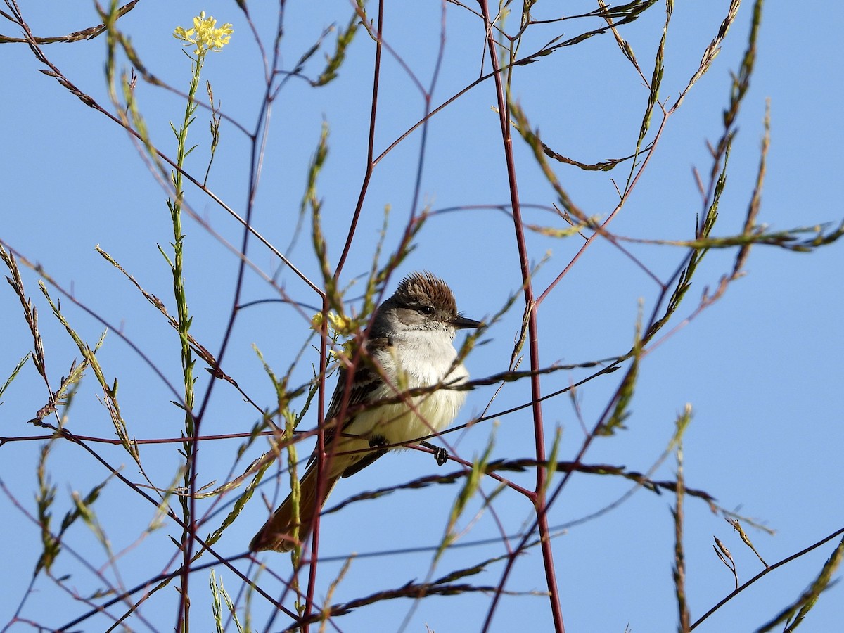 Ash-throated Flycatcher - Christine Hogue