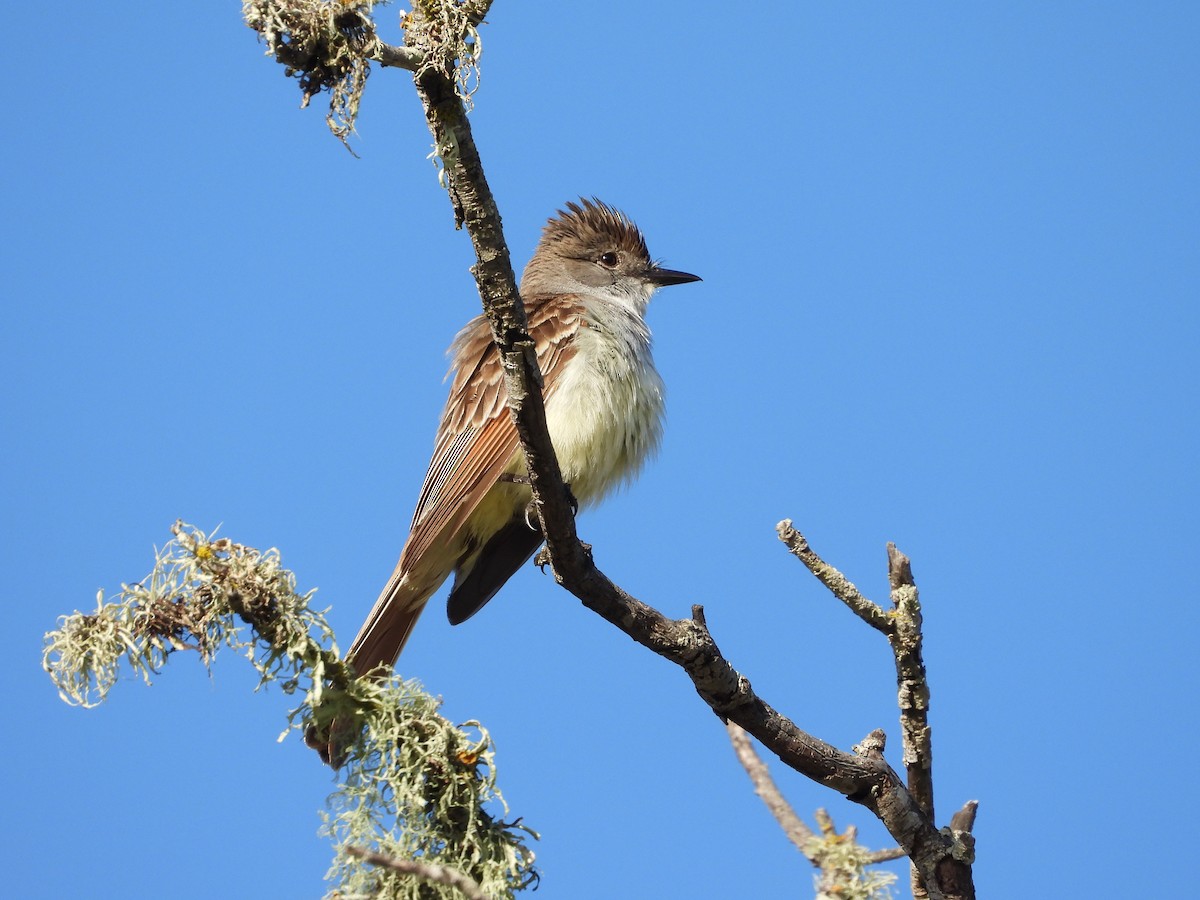 Ash-throated Flycatcher - Christine Hogue