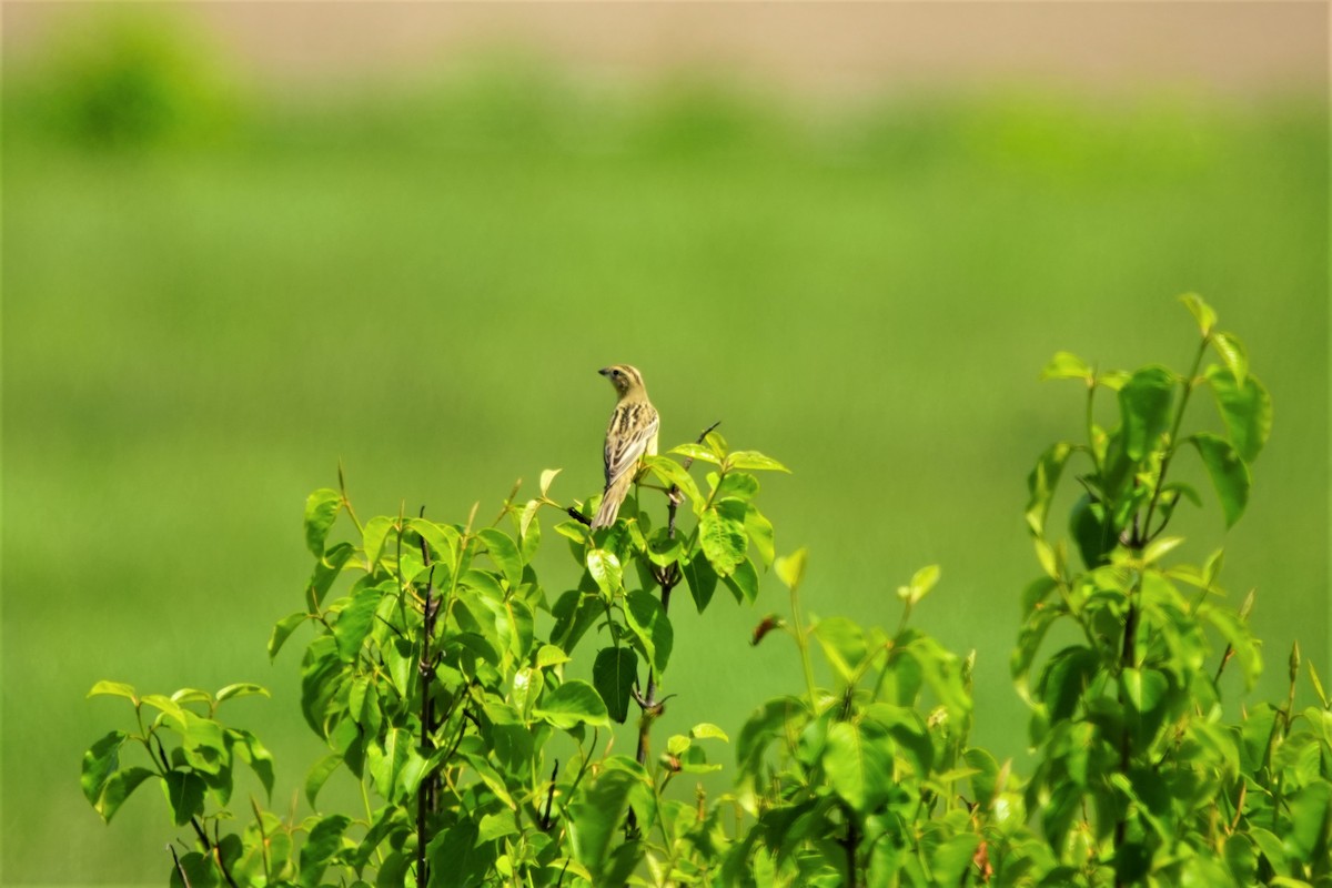 Bobolink - Ian Langlois Vaillancourt