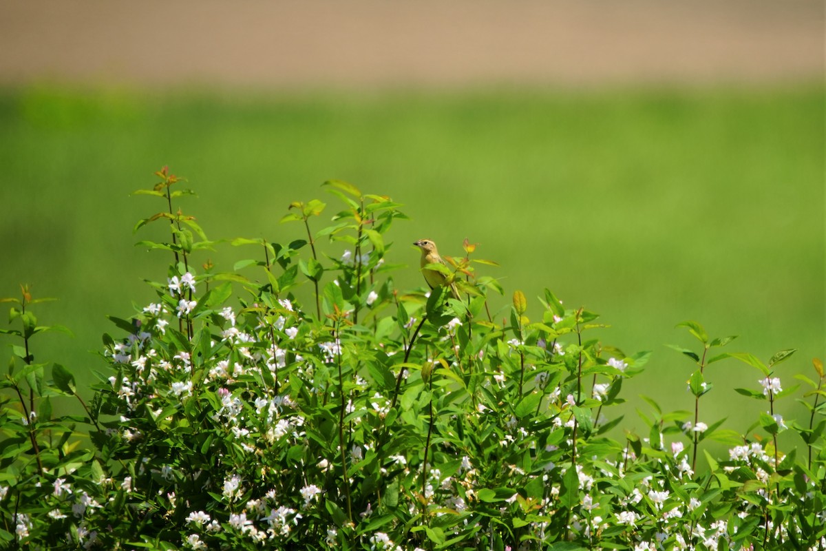 Bobolink - Ian Langlois Vaillancourt