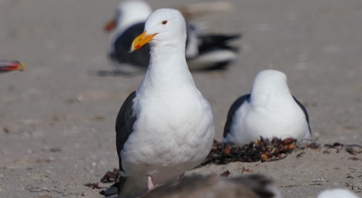 Western Gull - Richard Block