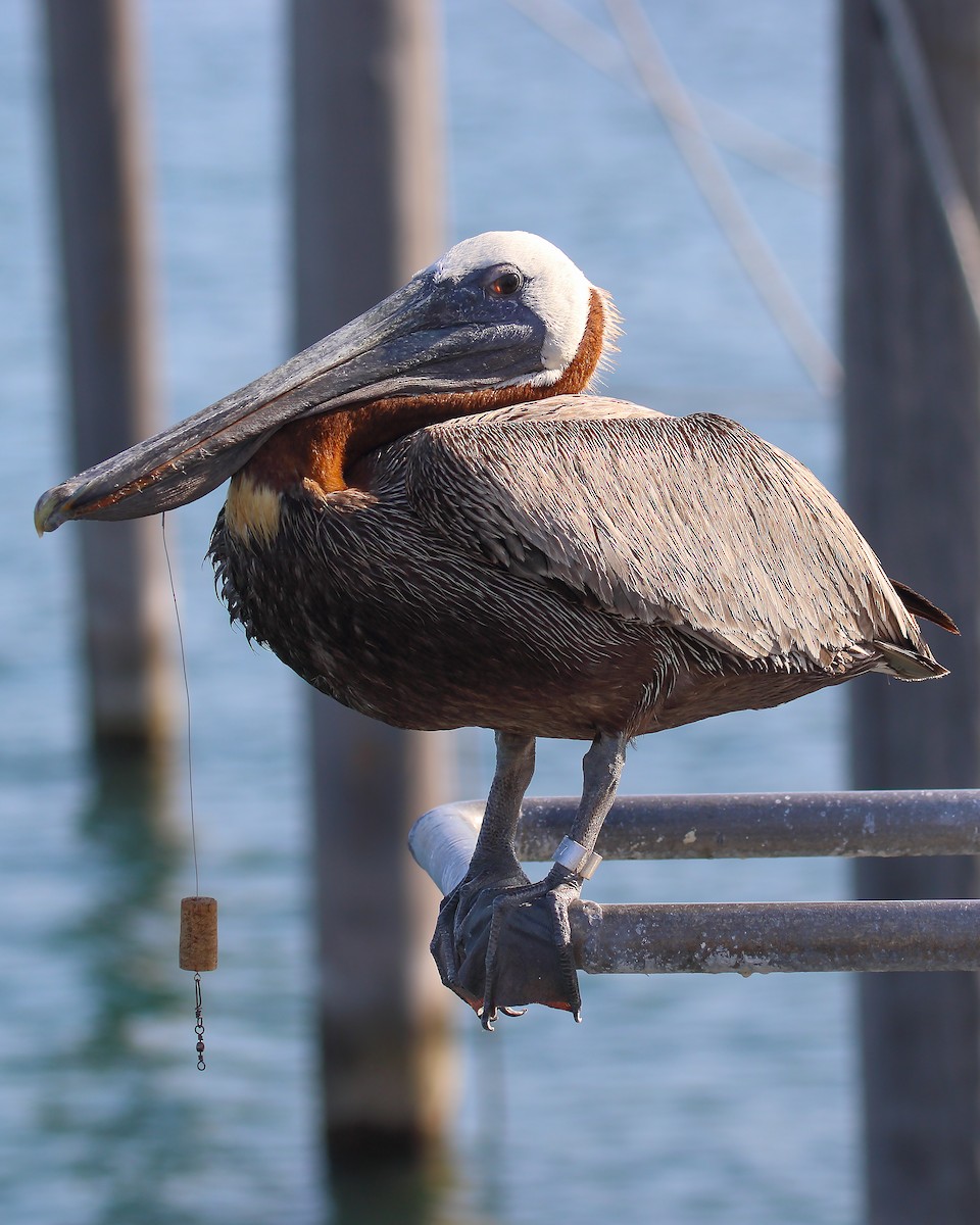 Brown Pelican - Himanshu Gupta