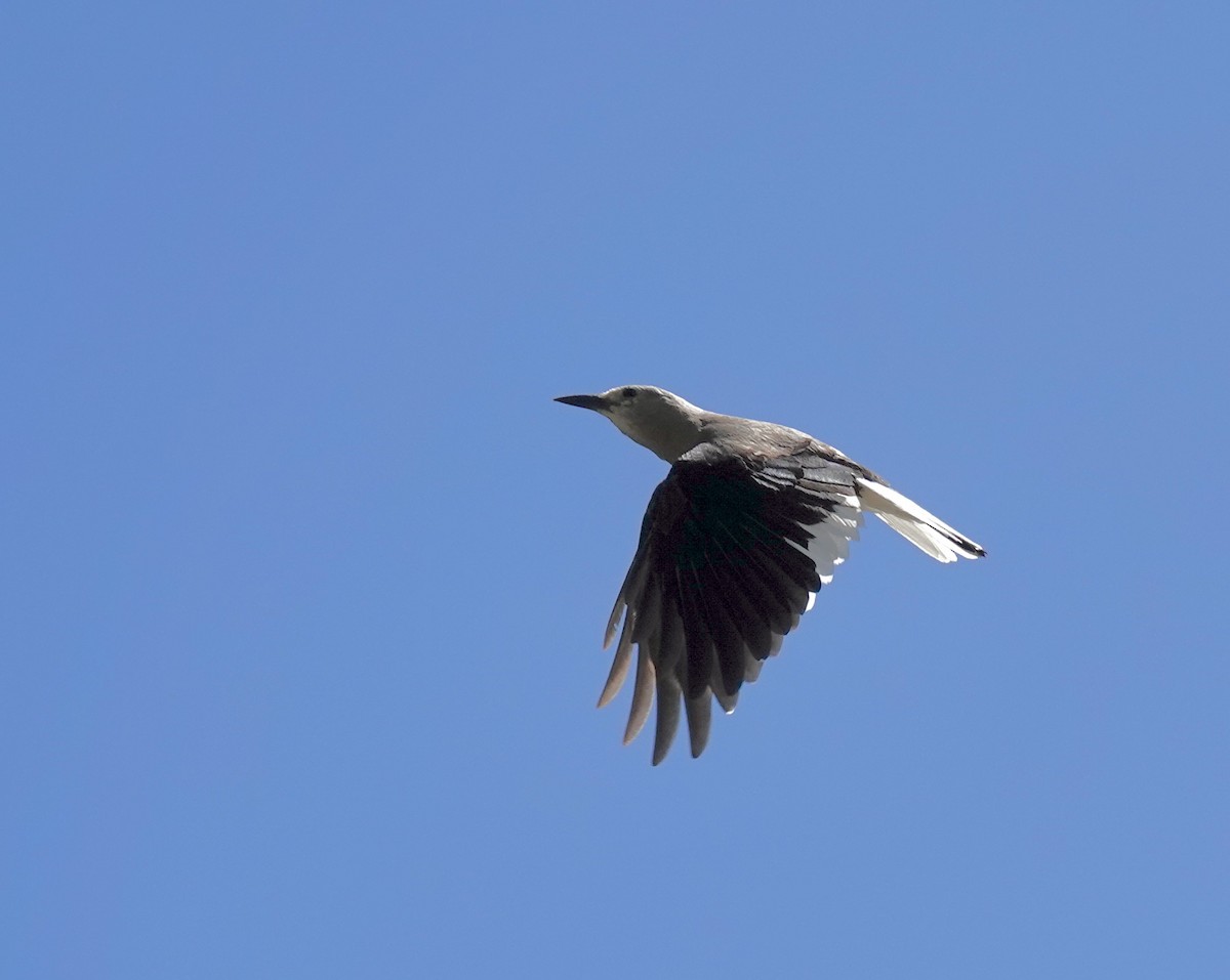 Clark's Nutcracker - ML619643046