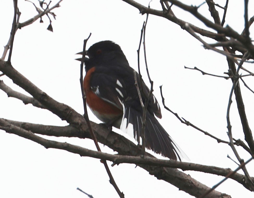 Spotted/Eastern Towhee (Rufous-sided Towhee) - Jacob C. Cooper