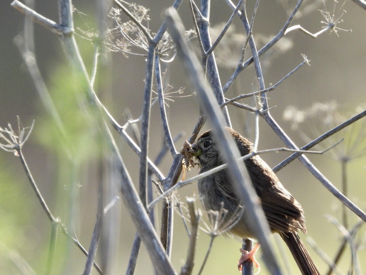 Rufous-crowned Sparrow - Christine Hogue