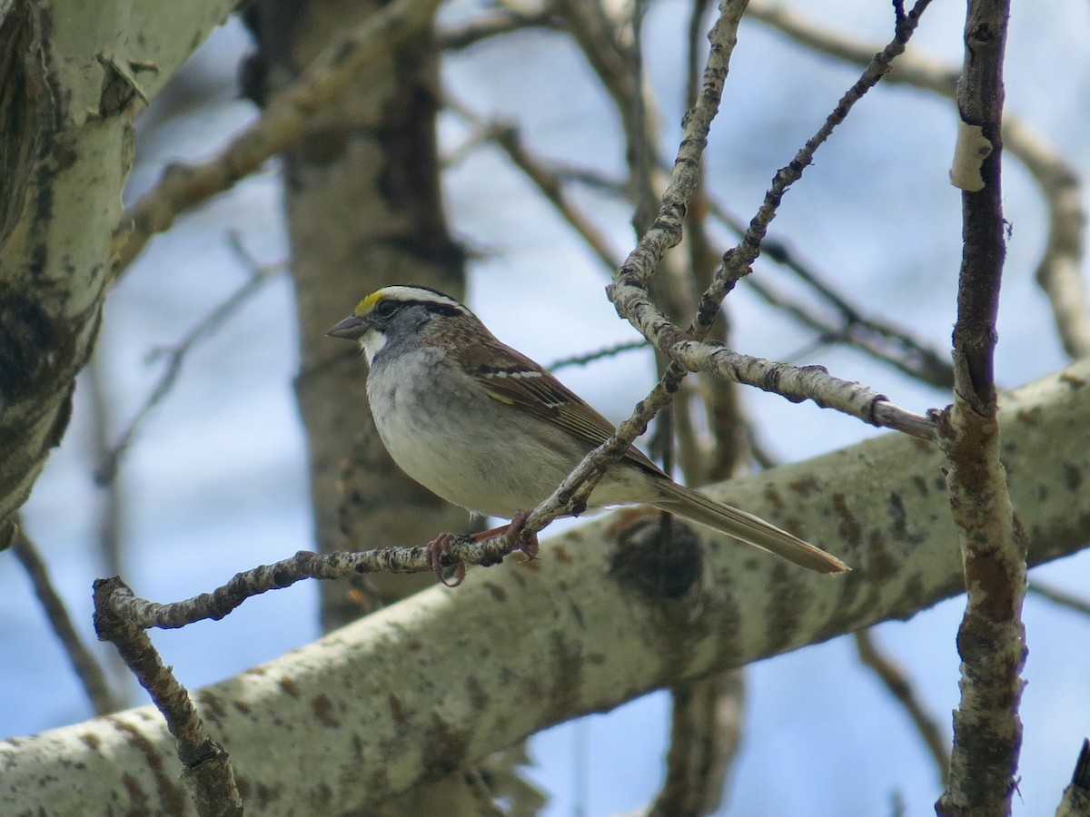 White-throated Sparrow - Sandy Proulx