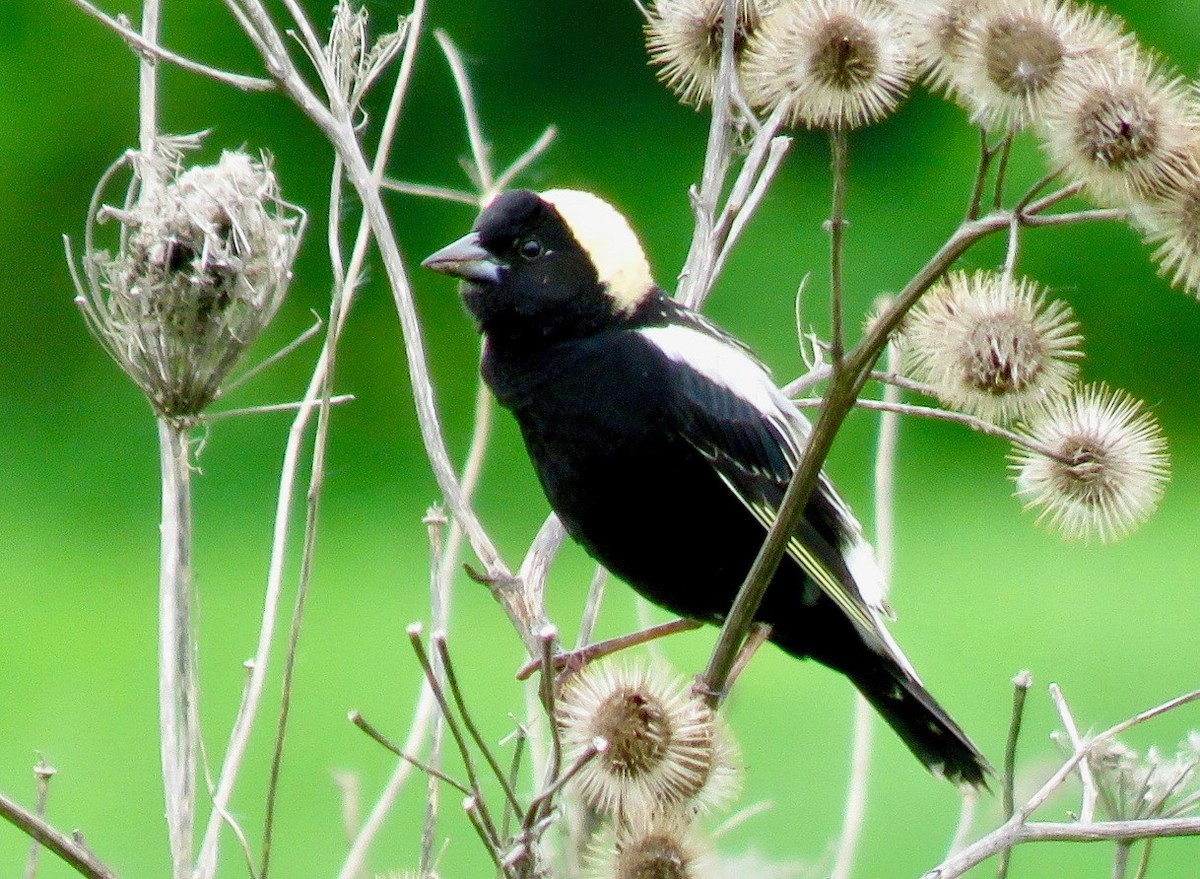 Bobolink - Sheila McCarthy