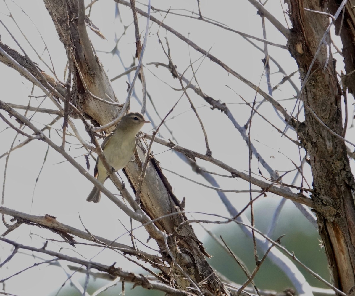 Warbling Vireo - Byron Hukee