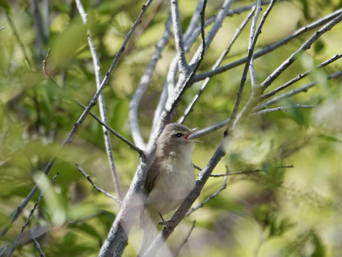 Warbling Vireo - Byron Hukee