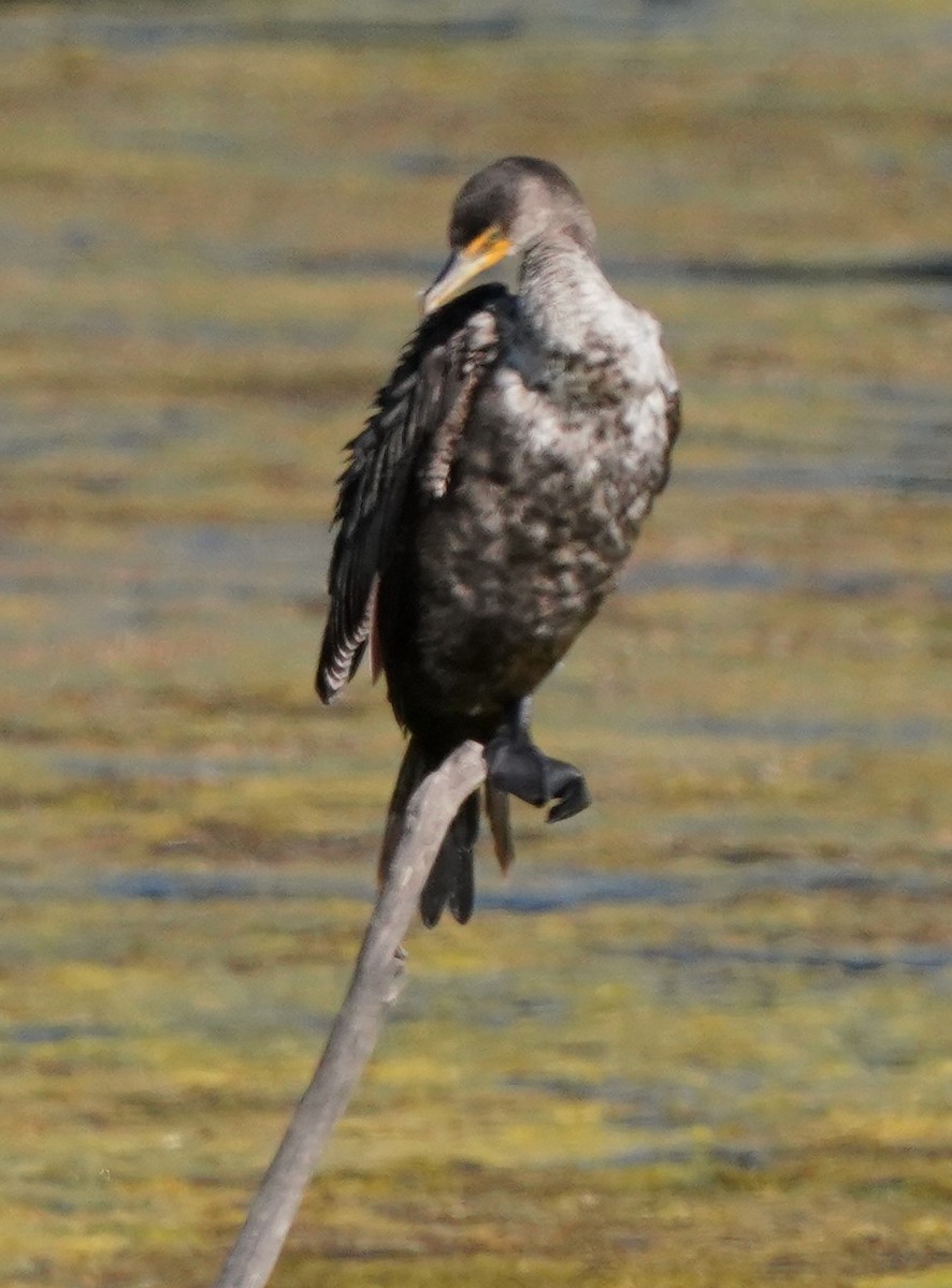 Double-crested Cormorant - Richard Block