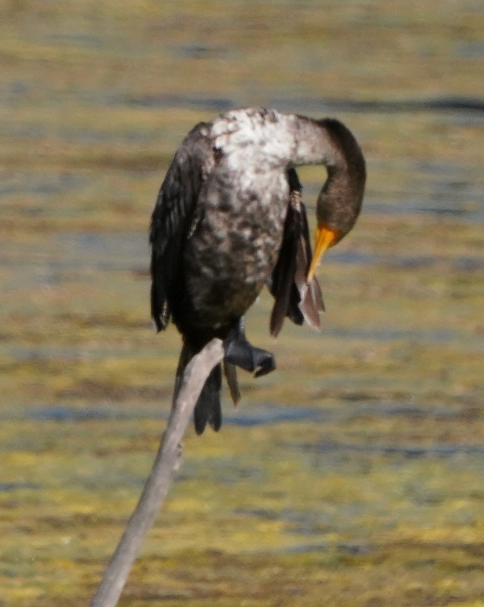 Double-crested Cormorant - Richard Block