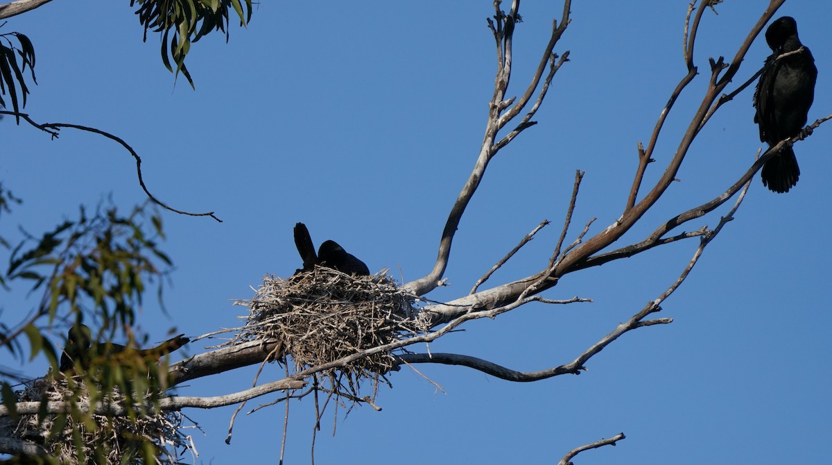 Double-crested Cormorant - Richard Block