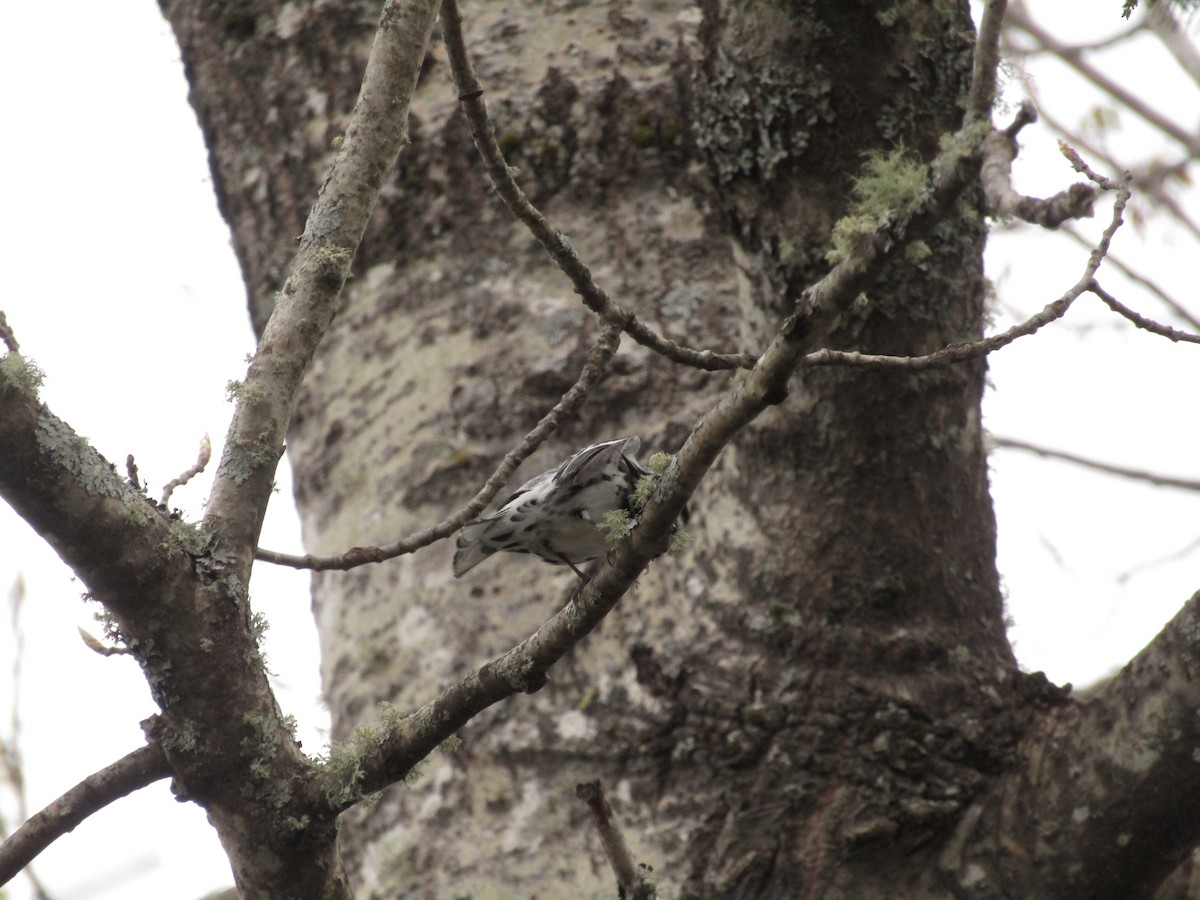 Black-and-white Warbler - Ian Murdoch