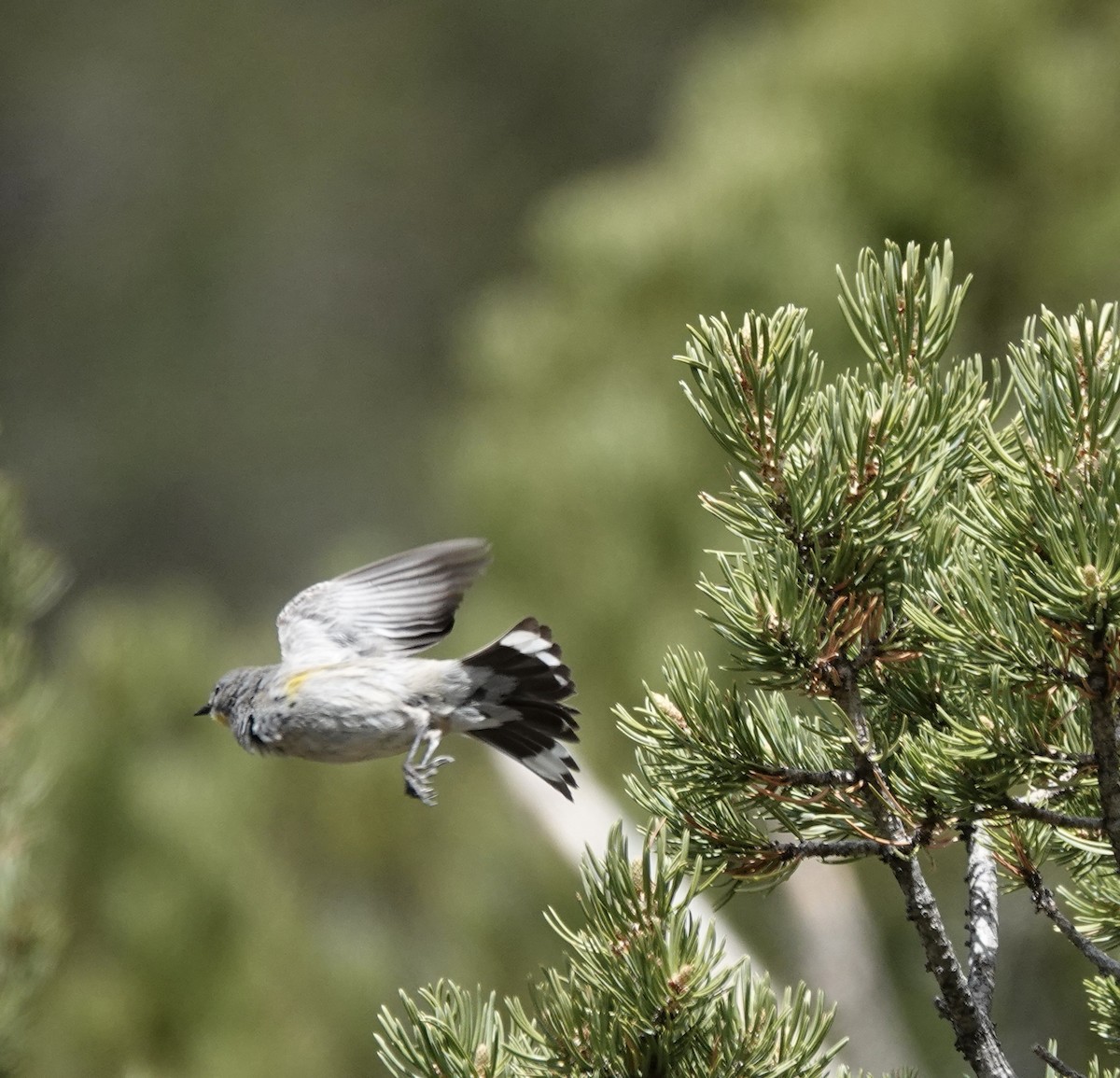 Yellow-rumped Warbler - Byron Hukee