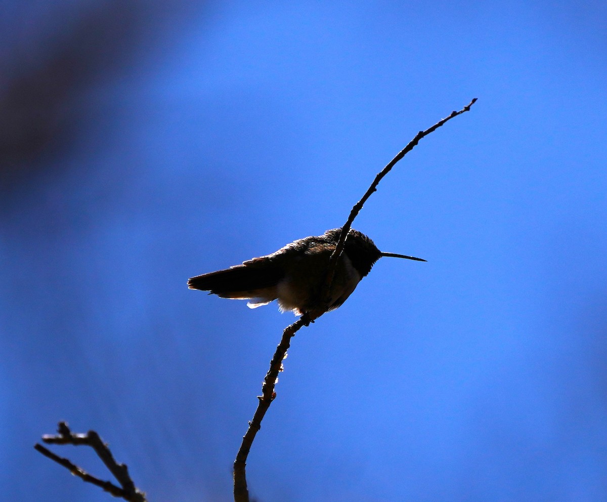 Broad-tailed Hummingbird - linda p