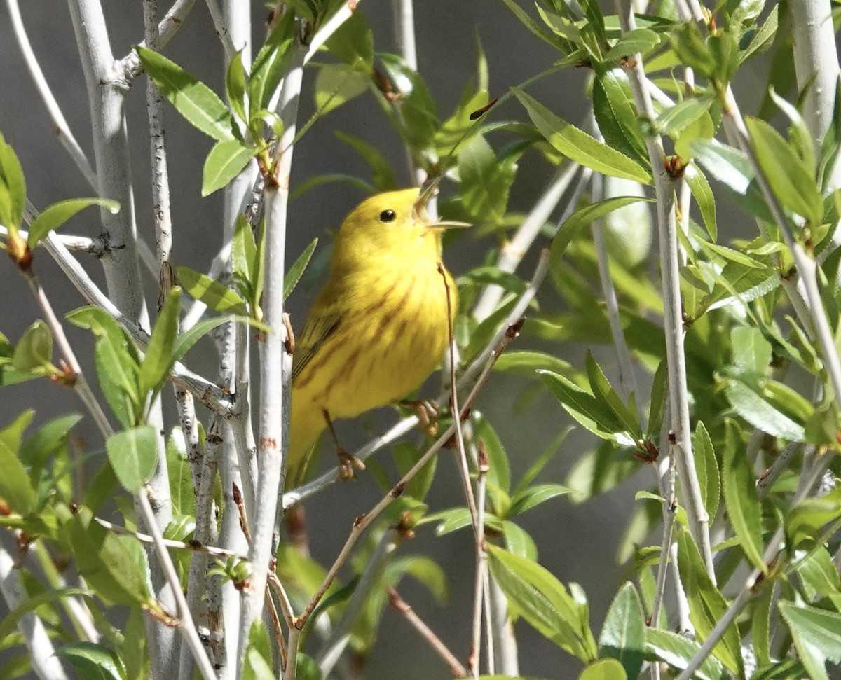 Yellow Warbler - Byron Hukee