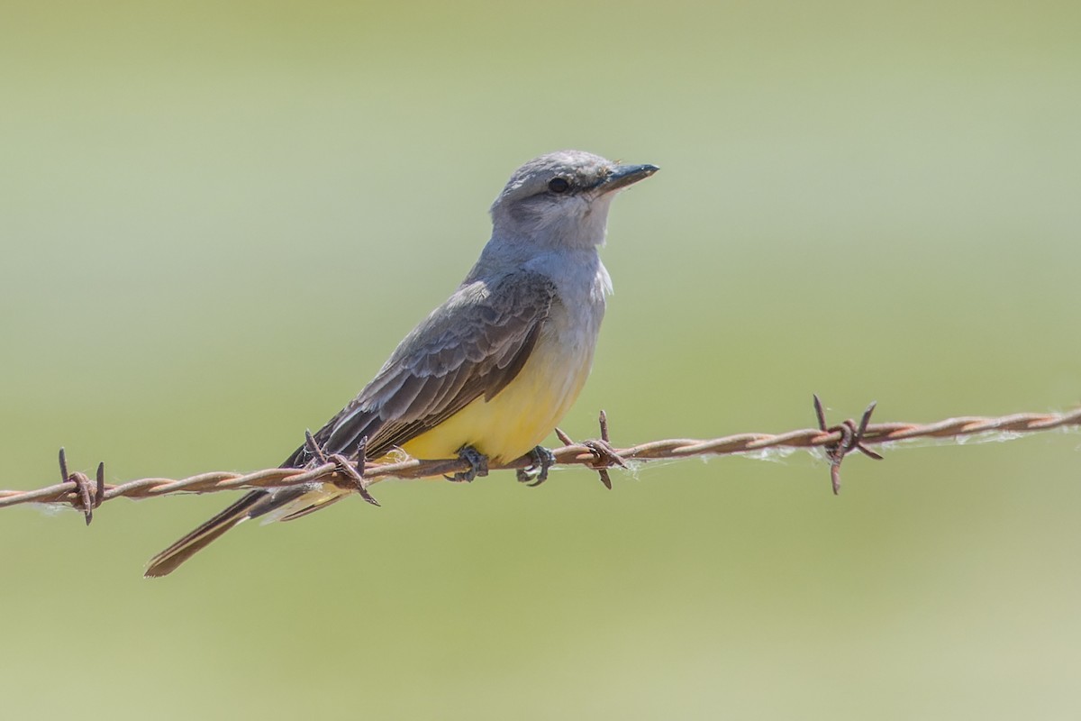 Western Kingbird - Bill Chen