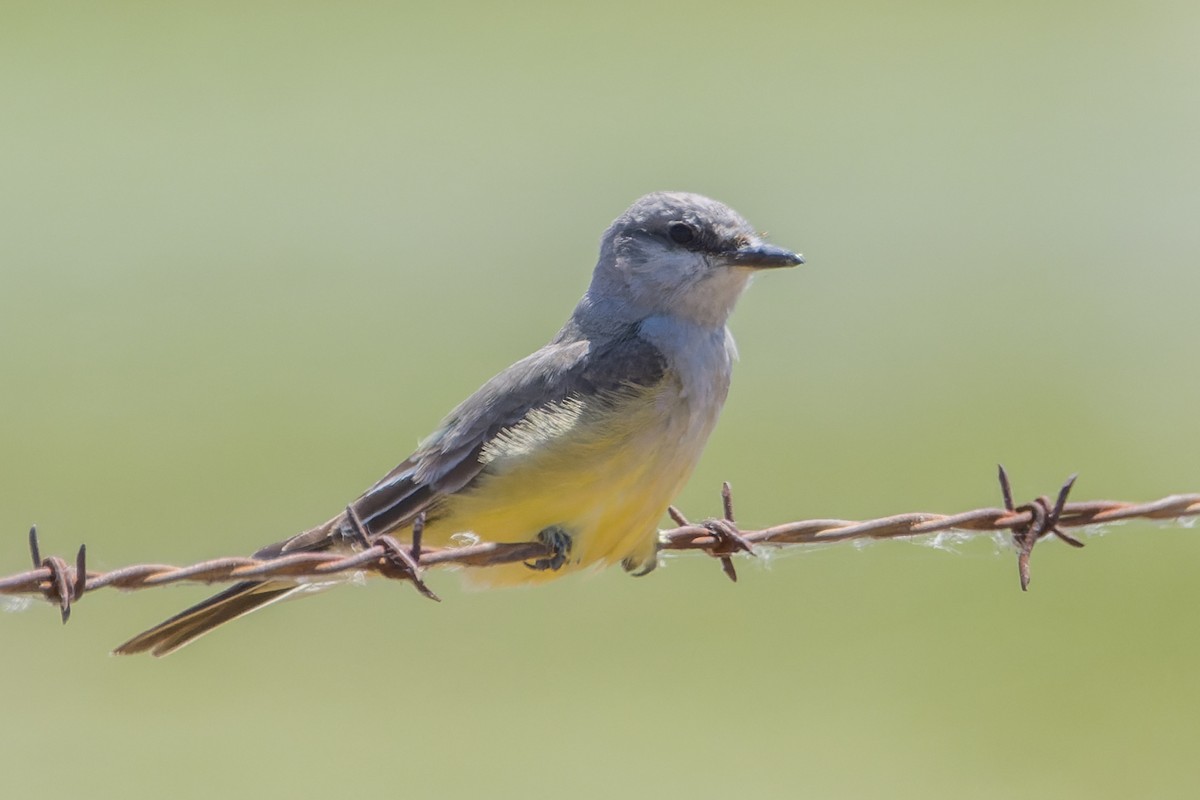 Western Kingbird - Bill Chen