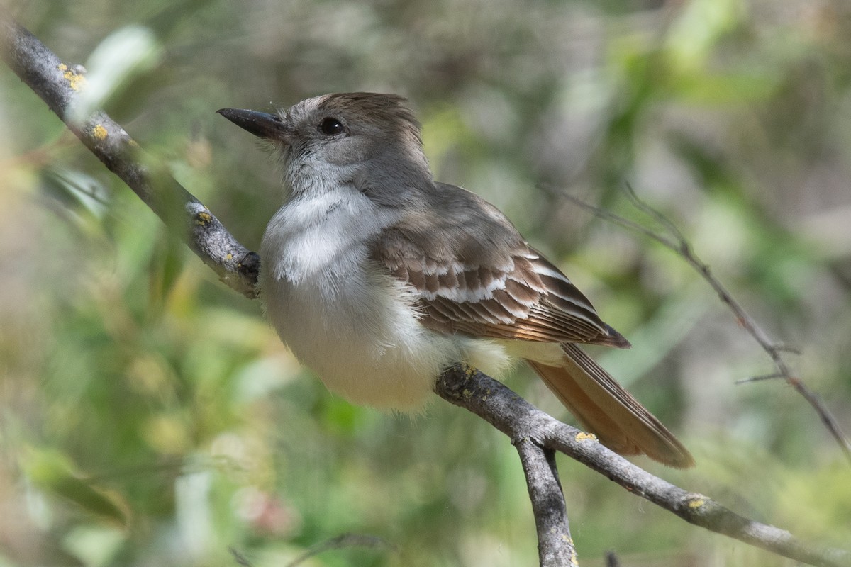 Ash-throated Flycatcher - ML619643108