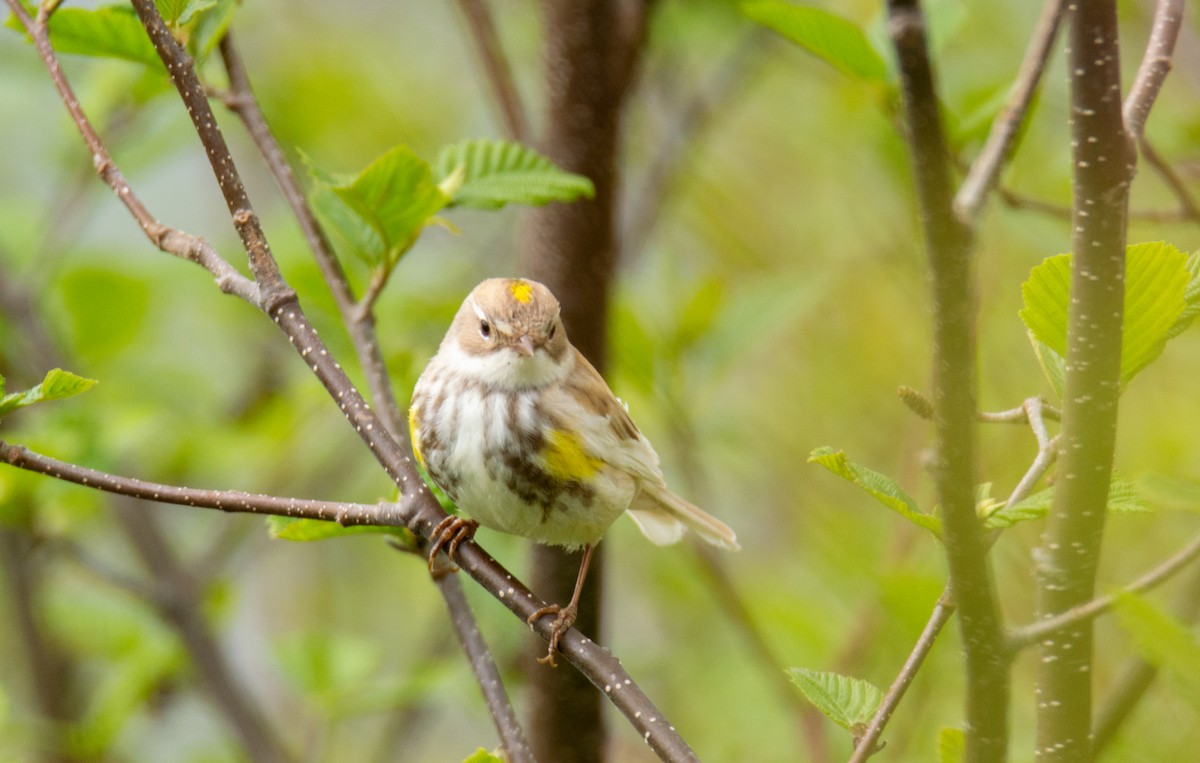 Yellow-rumped Warbler - Laurent Bédard