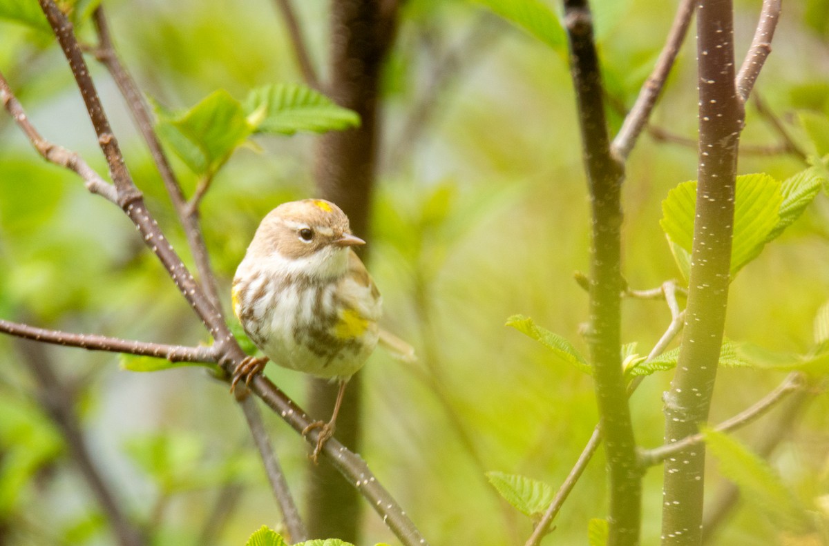 Yellow-rumped Warbler - Laurent Bédard