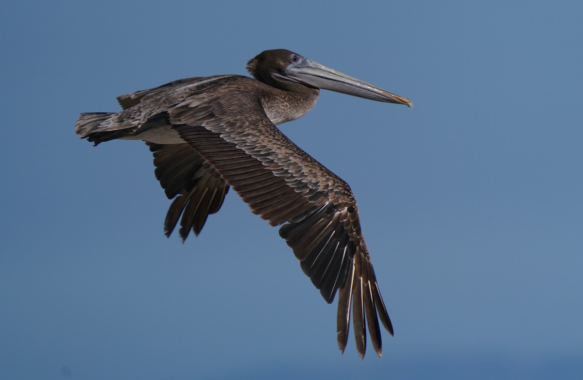 Brown Pelican - Richard Block