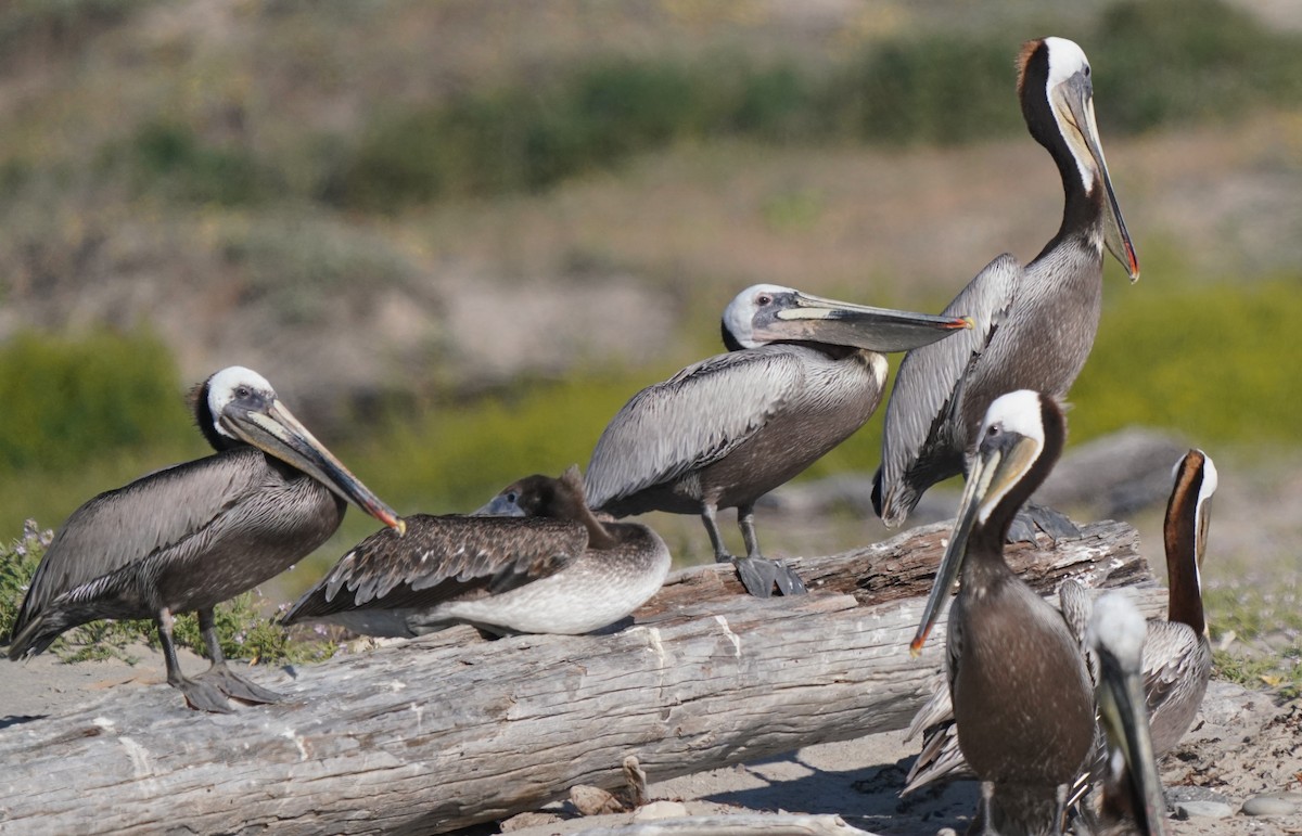 Brown Pelican - Richard Block