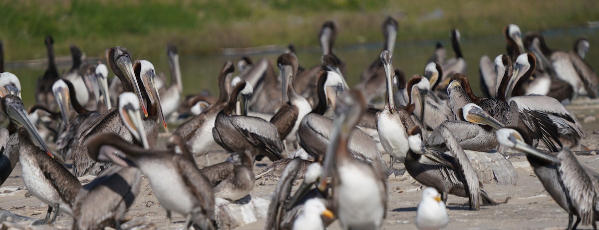 Brown Pelican - Richard Block