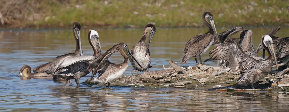 Brown Pelican - Richard Block