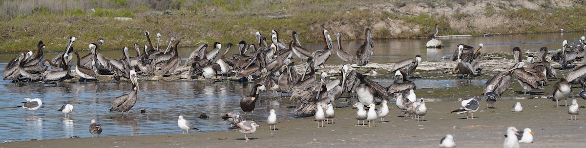 Brown Pelican - Richard Block