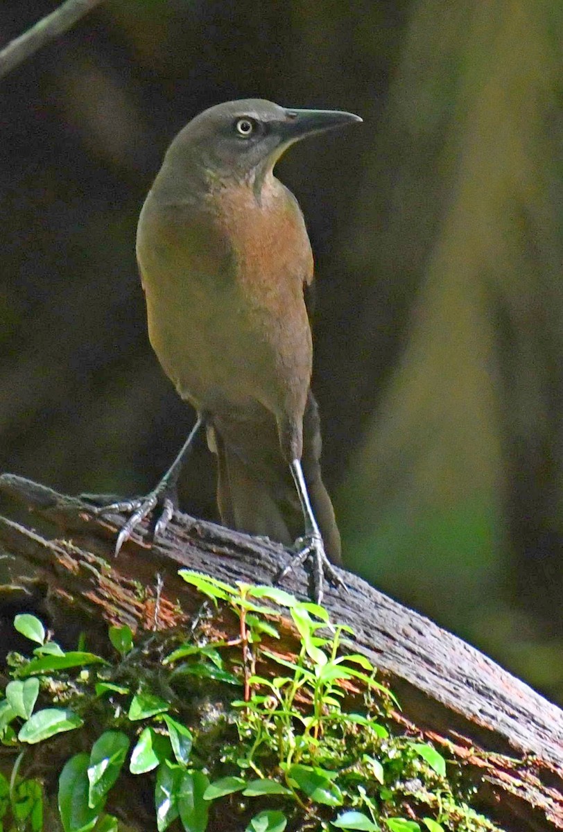 Great-tailed Grackle - Edward Clark