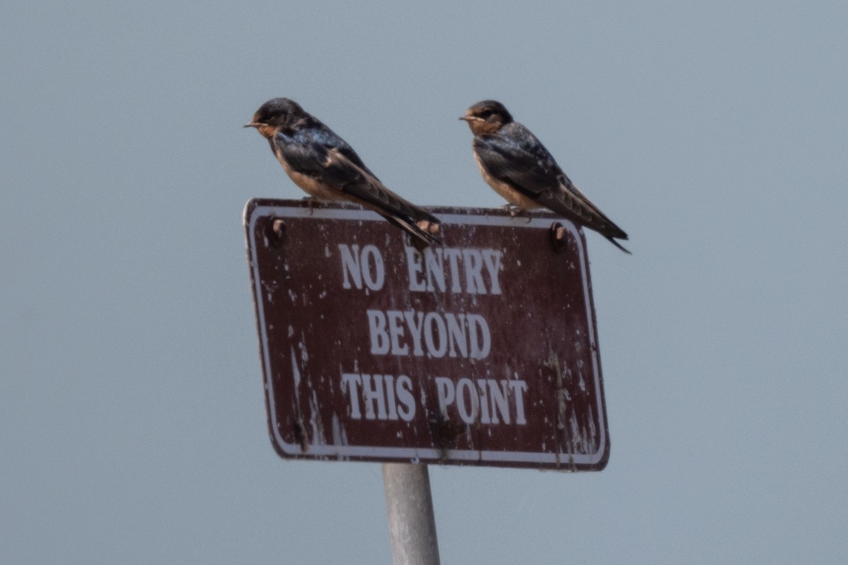 Barn Swallow - Tom Hambleton