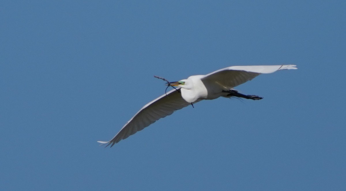 Great Egret - Richard Block