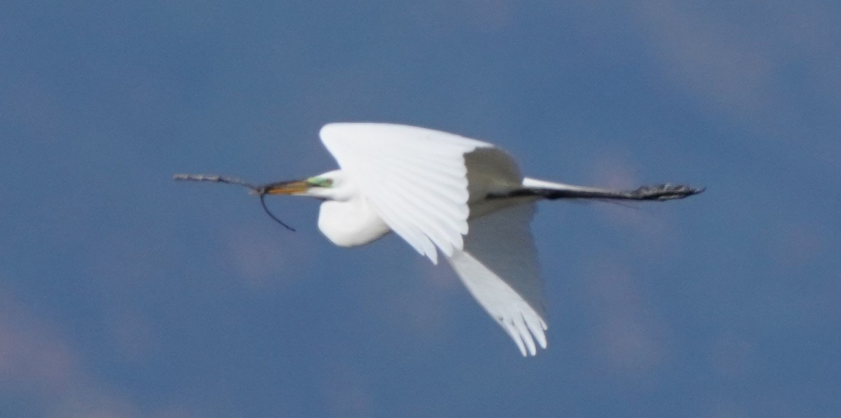 Great Egret - Richard Block