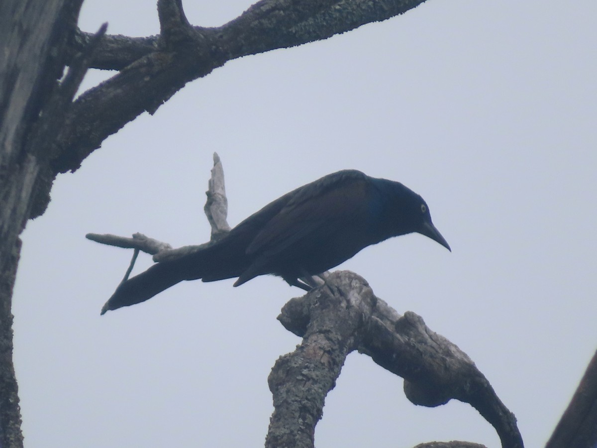 Common Grackle - Serge Benoit