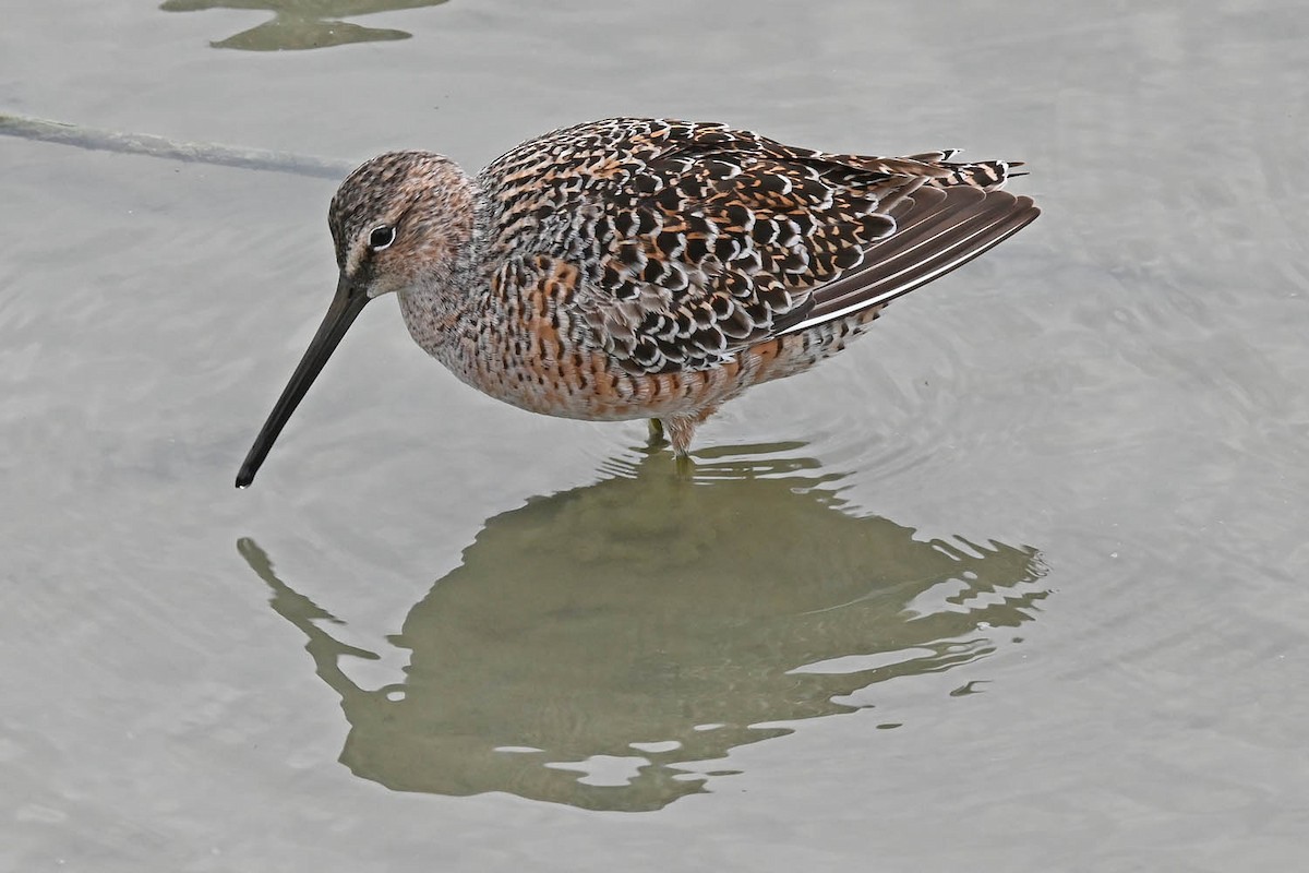 Long-billed Dowitcher - Marla Hibbitts