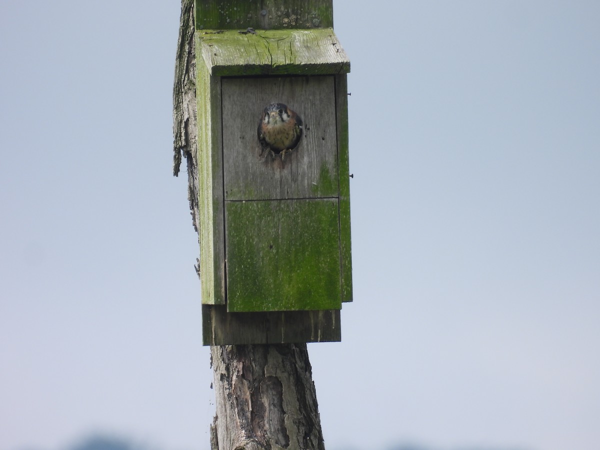 American Kestrel - Laura Minnich