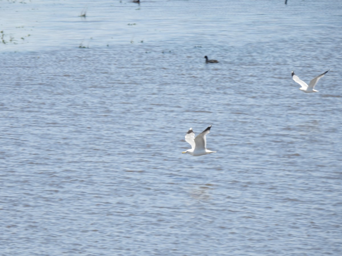 Gaviota Californiana - ML619643156