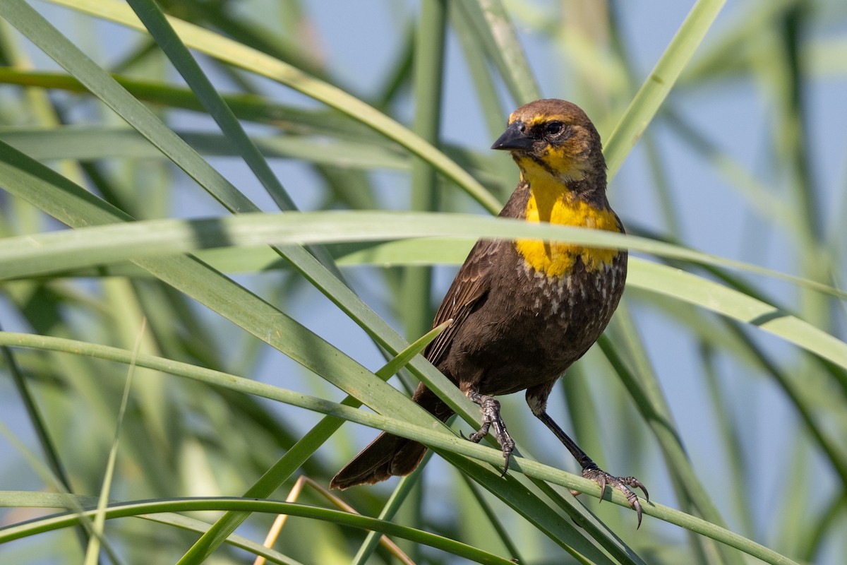 Yellow-headed Blackbird - Tom Hambleton